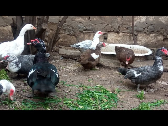 Ördəklərin sayı düz gəlmədi deyə arvadını döydü