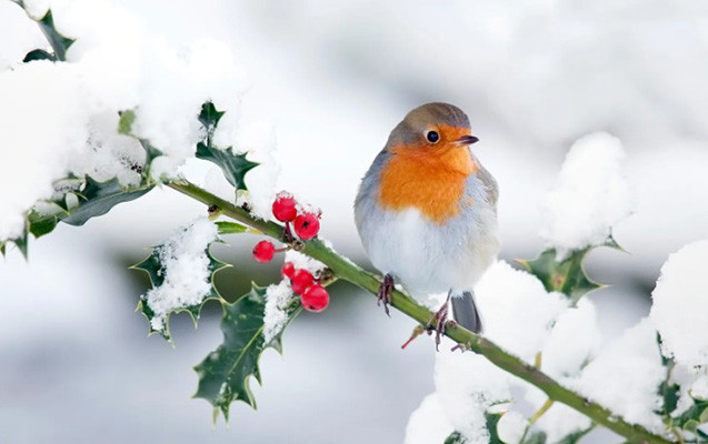 Sabah qar yağacaq - PROQNOZ