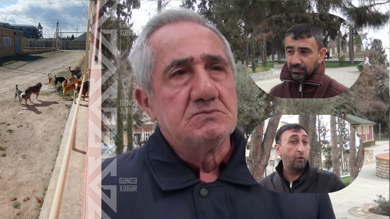 Gəncədə sahibsiz itlər qısırlaşdırılır – Sakinlərin narahatlığı isə SƏNGİMİR
