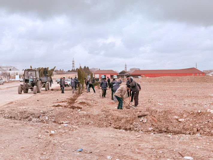 Gəncədə ağacəkmə aksiyası keçirilir