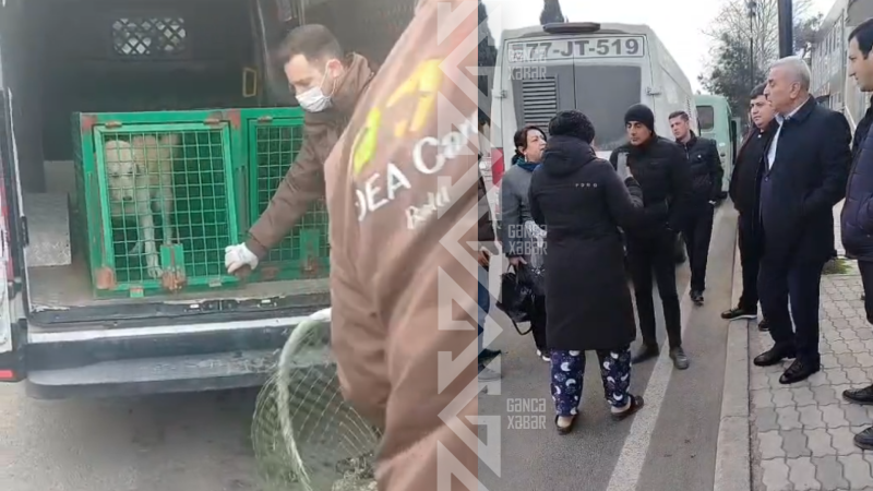 Gəncədə sahibsiz itlərə görə küçələrdə hər gün MÜBAHİSƏ