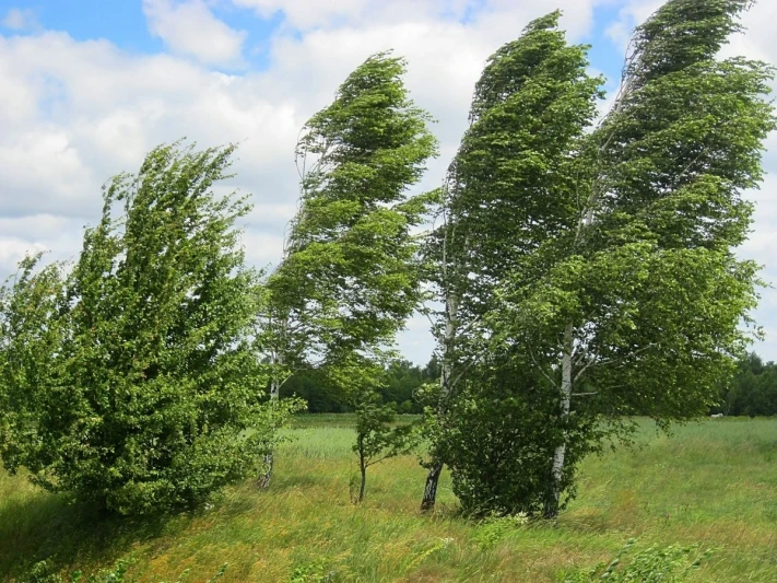 Gəncədə külək güclənəcək