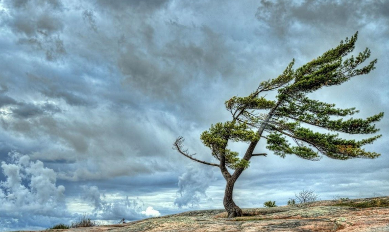 Bəzi rayonlarda külək güclənəcək