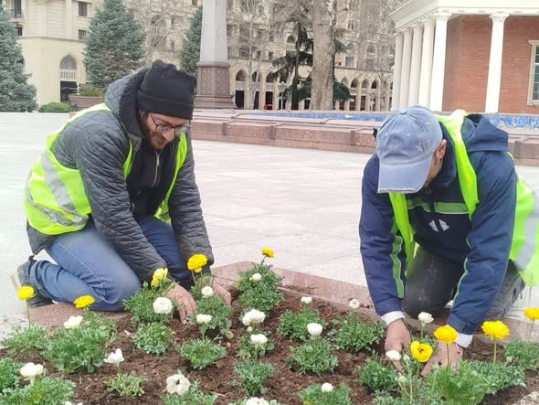 Gəncədə mövsümü gül əkini davam edir