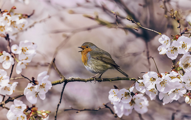 Sabah 19 dərəcə isti olacaq - PROQNOZ