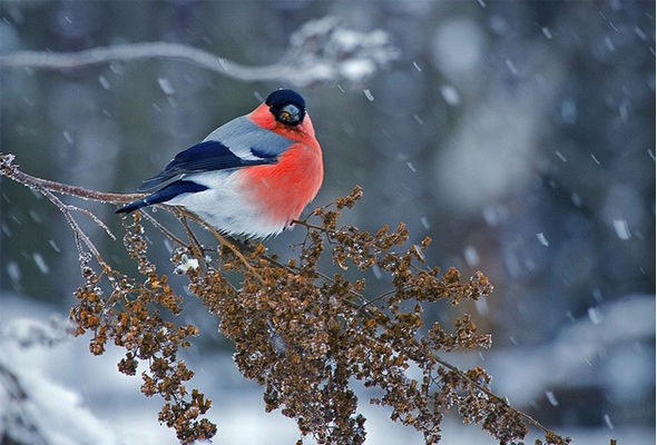 Dağlıq ərazilərdə qar yağacaq - PROQNOZ