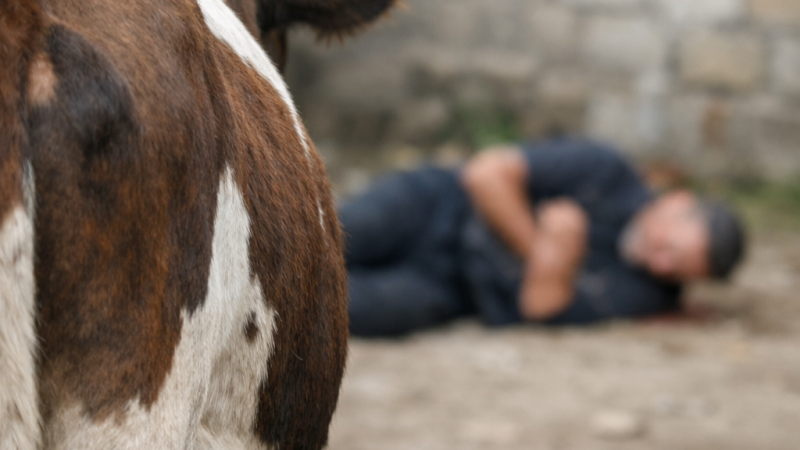 45 yaşlı kişini inək vurub - Müalicəsi davam edir