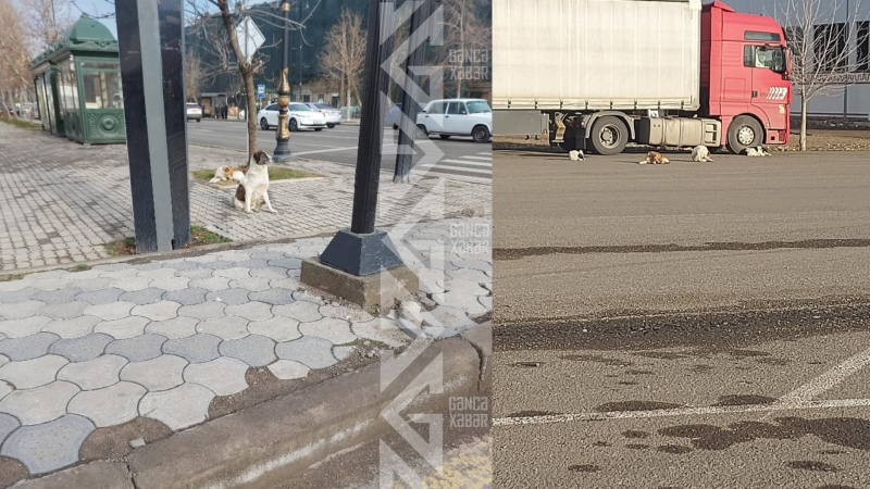 Gəncədə it hücumlarının ƏSAS SƏBƏBlərindən biri