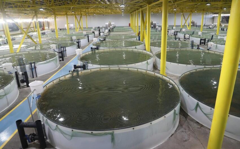 Çaykənd Qızılbalıqartırma Zavodu yenidən qurulacaq