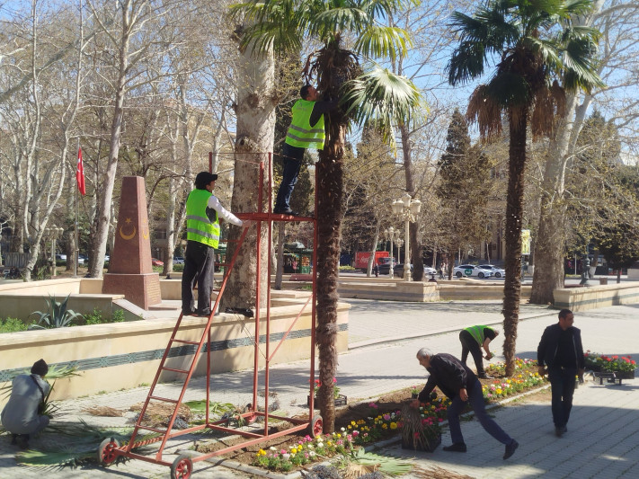 Gəncədə mövsümü güllər əkilir