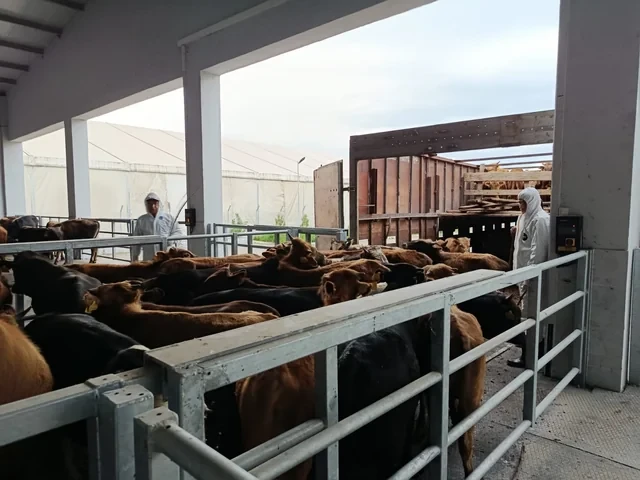 Bu heyvanların ölkəyə idxalının qarşısını alınıb