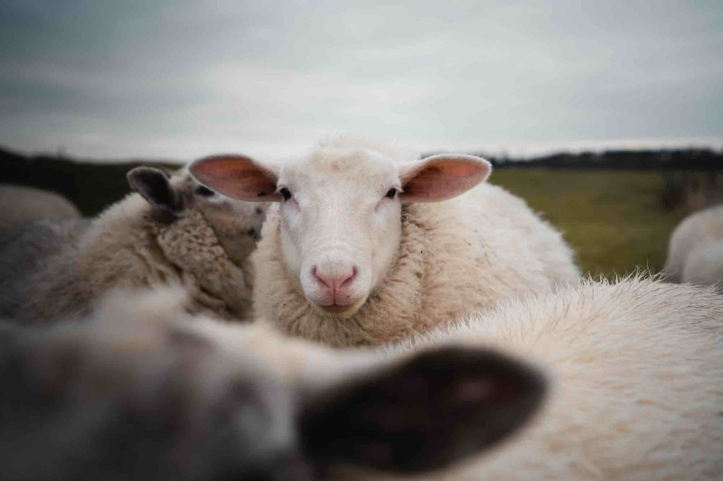 Qurbanlıq heyvanların kəsimi ilə bağlı QAYDALAR