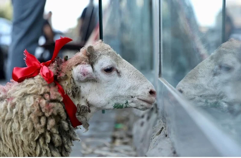 Qurban ətindən müsəlman olmayanlara da vermək olar - İlahiyyatçı