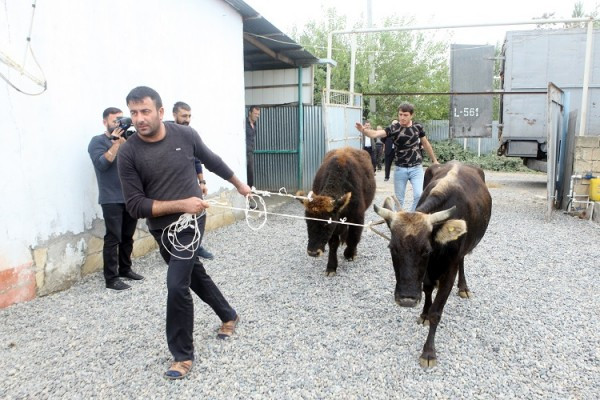 Minlərlə ailəyə mal-qara paylanacaq - 66 milyon ayrıldı