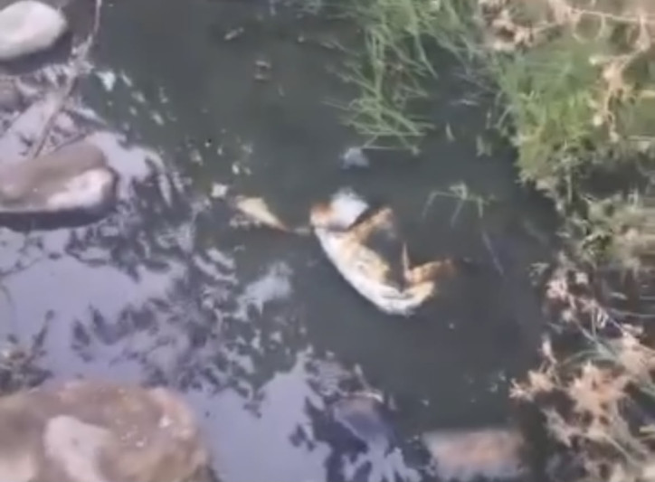 Gəncədə bu küçə çirkab içində batır
