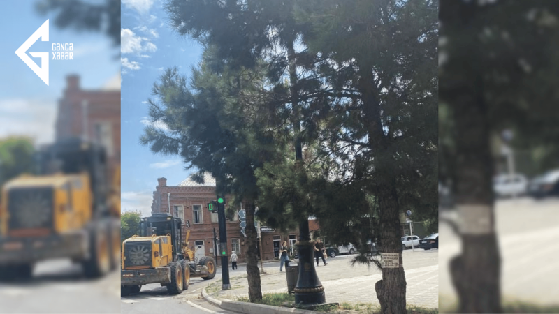 Gəncədə işıqfor budaqların arasında qalıb