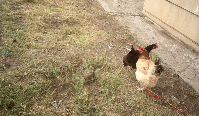 Gəncədə binaların həyəti TOYUQ FERMASINA çevrilib