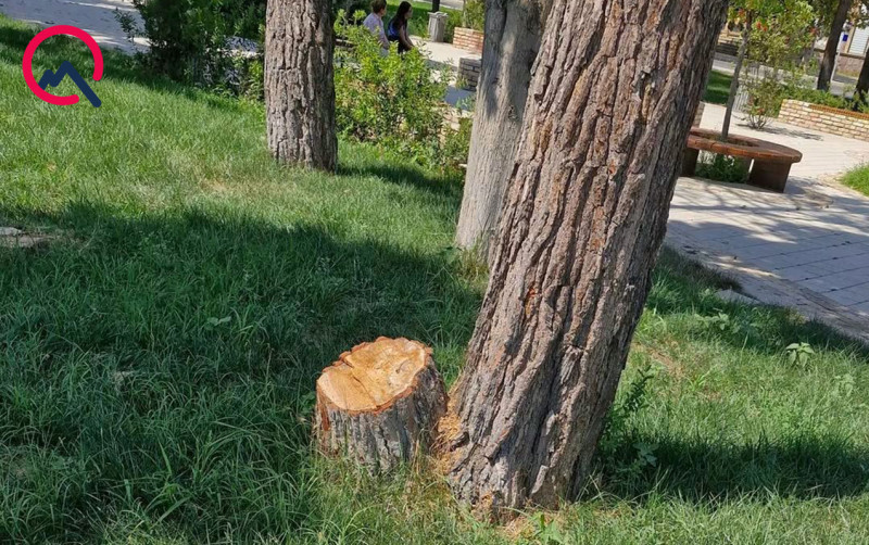 Gəncədə parkda 12 ağac niyə kəsilib?