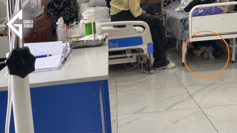 TƏBİB açıqladı: Gəncədə pişik balalarını qorumaq üçün xəstəxanaya sığınıb