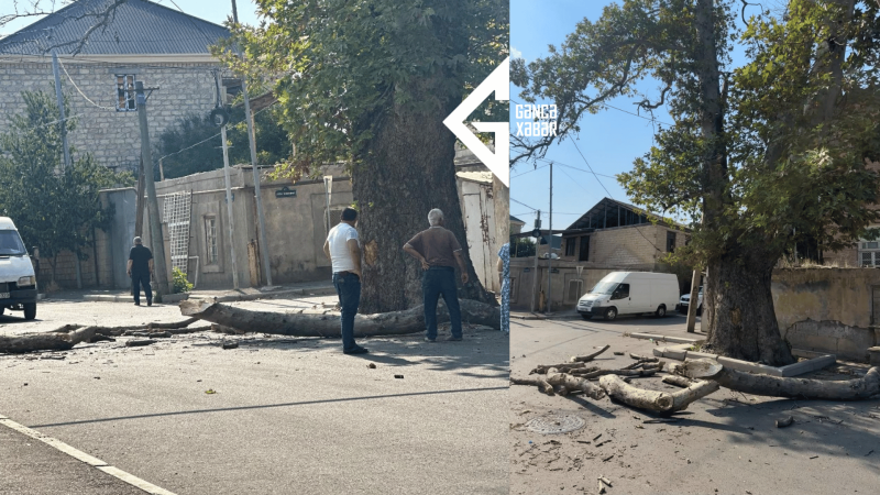 Gəncədə təhlükəli çinarın iri budağı qopdu: dəfələrlə şikayət edilmişdi