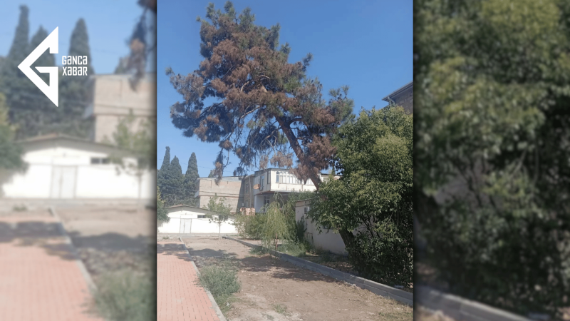 Gəncədə əyilmiş ağac vətəndaşlar üçün təhlükə yaradır