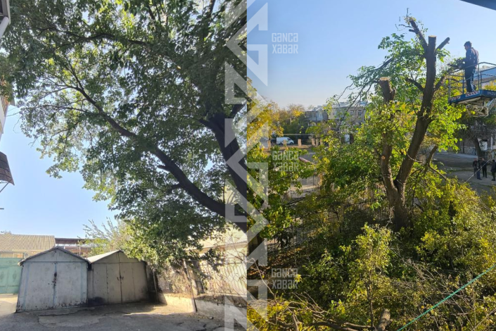 Gəncədə binanın üzərinə aşa biləcək iri ağac budandı