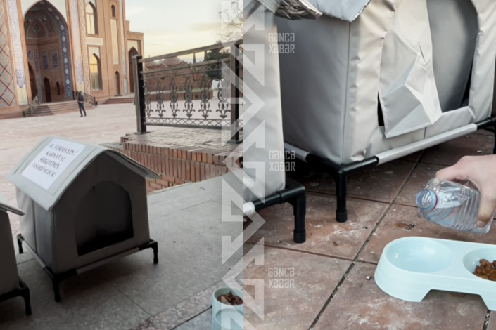 GÖZƏL TƏŞƏBBÜS: Gəncədə "pişik evləri" yerləşdirilir