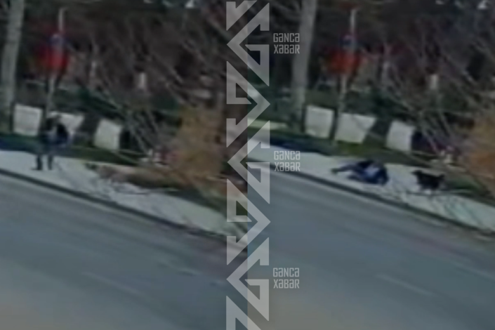 Gəncədə küçə itləri kişini yerə yıxıb… - AKTUAL PROBLEM