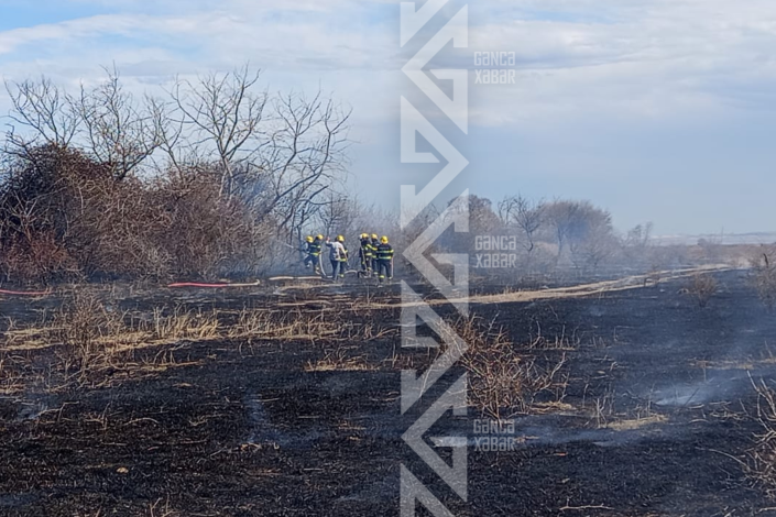 Qəfil başlayan yanğın təşviş yaratdı - Meşə xilas edildi