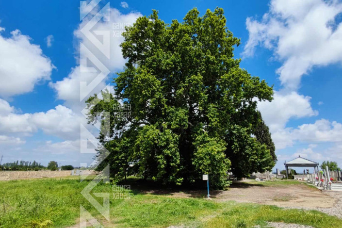 Dül-dül çinarı haqda eşitmisiniz?