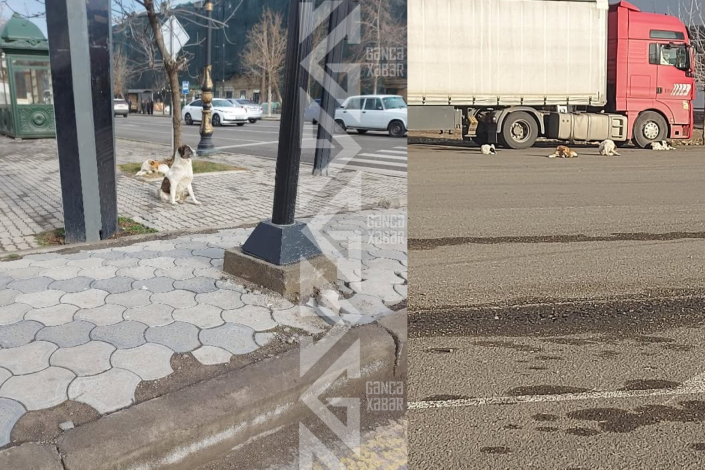 Gəncədə it hücumlarının ƏSAS SƏBƏBlərindən biri