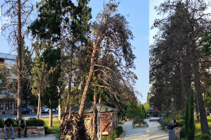 Fikrət Əmirov parkında şam ağacları quruyur – Gəncə sakini