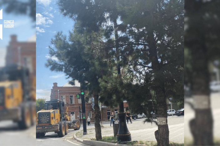 Gəncədə işıqfor budaqların arasında qalıb