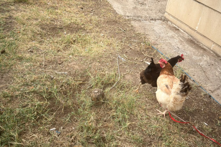 Gəncədə binaların həyəti "TOYUQ FERMASI"NA çevrilib