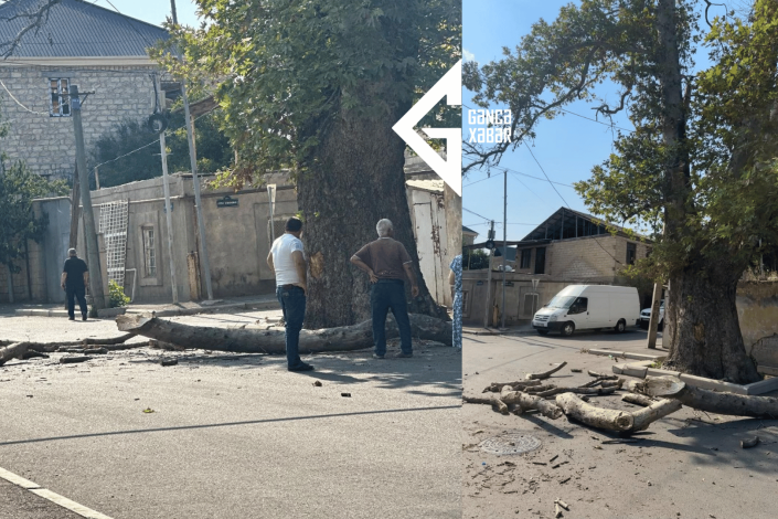 Gəncədə təhlükəli çinarın iri budağı qopdu: dəfələrlə şikayət edilmişdi