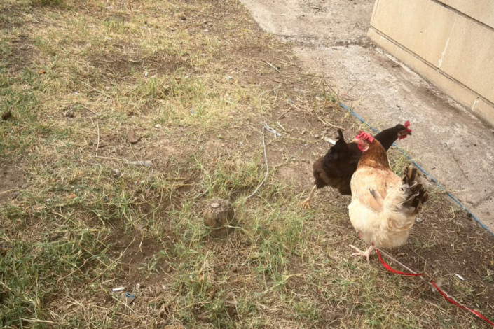 "Rüşvət verib toyuq-cücə saxlayırlar" - "Ferma"ya çevrilən qəsəbə sakinlərindən İDDİA