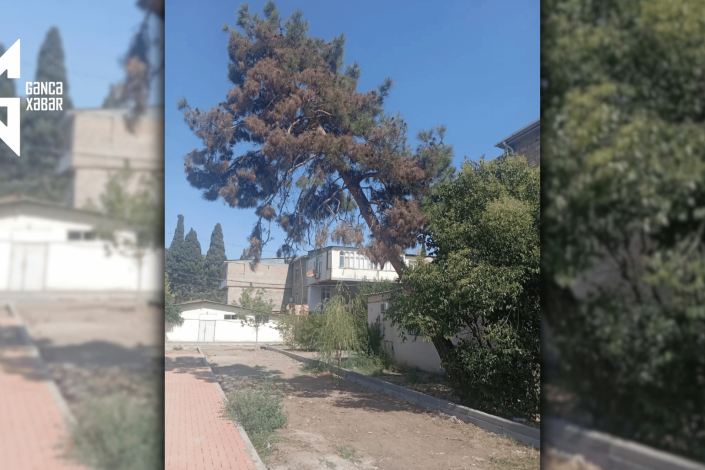 Gəncədə əyilmiş ağac vətəndaşlar üçün təhlükə yaradır