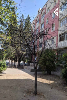 Gəncədə ağaclar susuzluqdan quruyur