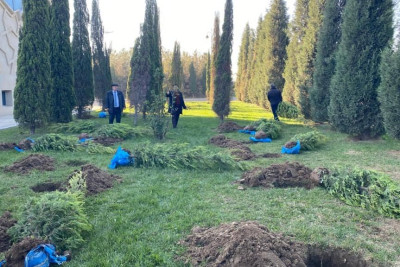 Gəncədə davamlı olaraq ağacəkmə aksiyaları baş tutur