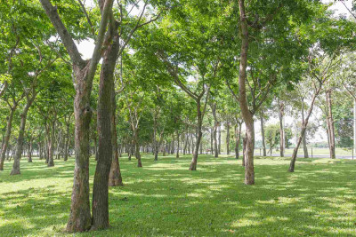 Gəncədə ekoloji park kompleksi tikiləcək