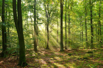 Gəncədə tikiləcək Ekoloji park üçün 10 milyon manat vəsait ayırılıb