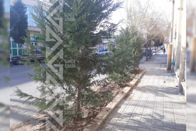 Gəncədə qurumuş ağaclar yeniləri ilə əvəzlənib