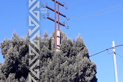 Gəncədə maraqlı görüntü: şam ağacı elektrik dirəyini soyuqdan qoruyur