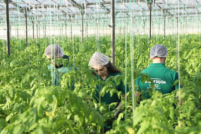 Aqrar İnkişaf Könüllüləri istixanalarda təcrübə keçiblər