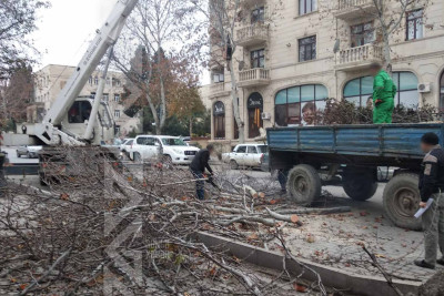 Ağacların qurumuş budaqları arıtlanıb
