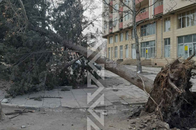 Güclü külək irigövdəli ağacı aşırıb