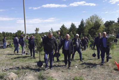 Gəncədə ağacəkmə aksiyası keçirilib