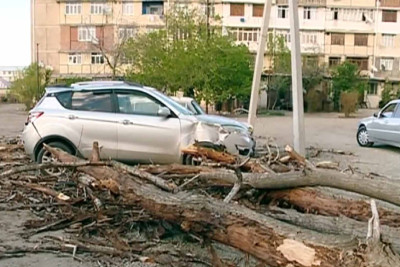Qurumuş qovaq ağacı avtomobilin üzərinə aşıb