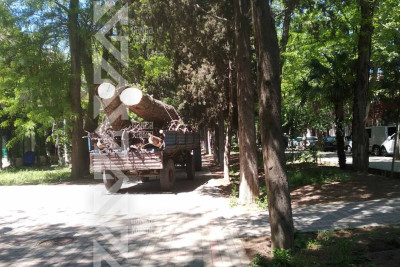 Xan bağında quru ağac və budaqlar kəsilib