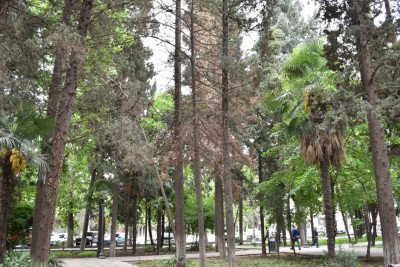 Xan bağında qurumuş ağaclar niyə kəsilmir?
